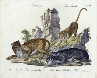 Panterkatten med leopard og lille panter (print)