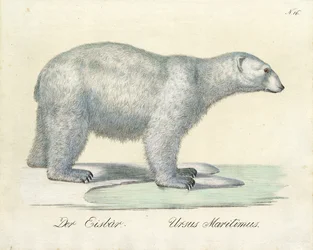 Isbjørnen (print)