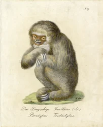 Tretået dovendyr (print)