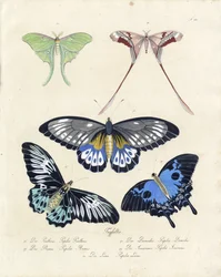 Tropiske sommerfugle (print)