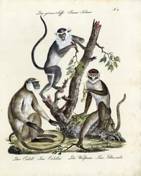 Tropiske abearter (print)