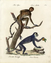 Tufted Capuchin og rød brøleabe (print)