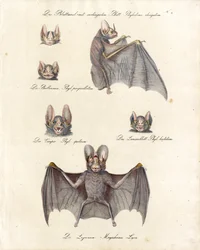 Forskellige flagermusarter (print)