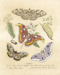 Forskellige møl (print)
