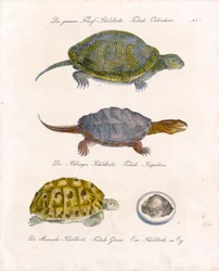 Forskellige skildpaddearter (print)