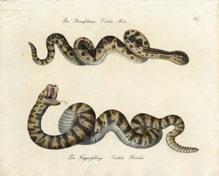 Giftige slanger (print)