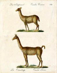 Vicuña og lama (print)