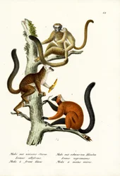 Hvidfrontlemur, 1824