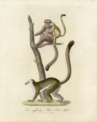 Hvidørede lemurer (print)