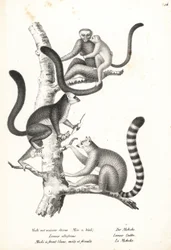 Hvidhovedlemur, Eulemur albifrons, han og hun, truet 1, og ringhalelemur, Lemur catta, truet 2. Litografi af Karl Joseph Brodtmann fra Heinrich Rudolf Schinz