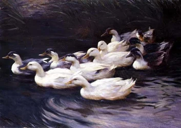 Ænder