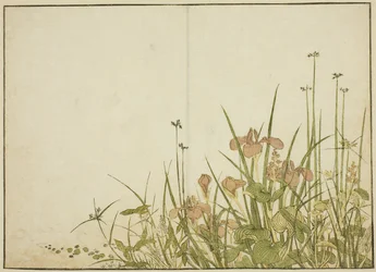 Sommerblomster: Iris og vandplantainer, fra bogen "Mirror of Beautiful Women of the Pleasure Quarters (Seiro bijin awase sugata kagami)," vol. 1