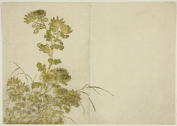 Vinterblomster: Krysantemum, fra bogen "Mirror of Beautiful Women of the Pleasure Quarters (Seiro bijin awase sugata kagami)," vol. 1