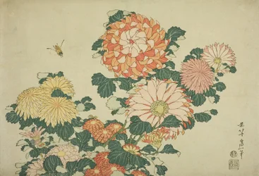 Chrysanthemums and Bee, fra en unavngiven serie af store blomster, ca. 1833-34