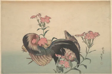 Hane, høne og nadeshiko (Dianthus superbus)