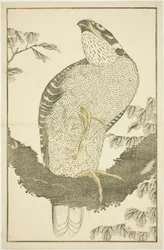 Hawk, fra The Picture Book of Realistic Paintings of Hokusai (Hokusai shashin gafu)