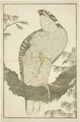 Hawk, fra The Picture Book of Realistic Paintings of Hokusai (Hokusai shashin gafu)