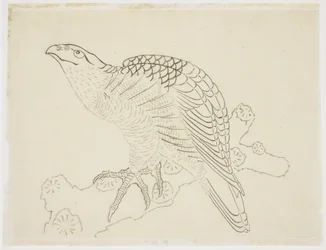 Hawk on a Branch (studie)