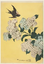 Hortensia og Svale, fra en unavngiven serie af store blomster