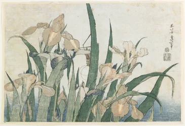 Irisblomster og græshoppe, ca. 1830-31