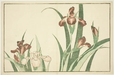 Iris, fra The Picture Book of Realistic Paintings of Hokusai (Hokusai shashin gafu)