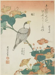 Japansk Grosbeak og Four-o
