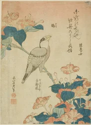 Japanese Grosbeak and Marvel of Peru (Ikaru, oshiroi no hana), fra en unavngiven serie af blomster og fugle