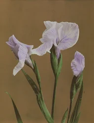 Iris Kaempfer, 1896 (håndfarvet collotype)