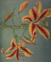 Lily, 1896 (håndfarvet collotype)