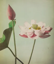 Lotus, 1896 (håndfarvet collotype)