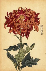 Hybrid orange og crimson krysantemum., 1893 (gravering)