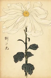 Hybrid hvid krysantemum., 1893 (gravering)
