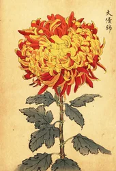 Hybrid gul og skarlagen pompon krysantemum., 1893 (gravering)