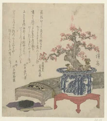 Koto med blommeblomst i potte