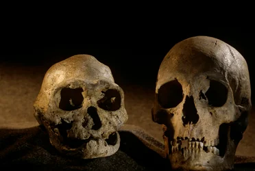 Homo erectus-kranie, tandløst, og moderne menneskekranie, Dmanisi