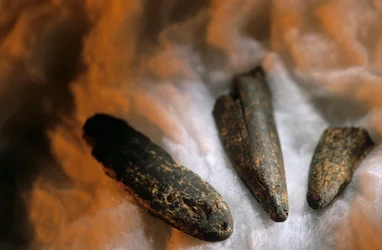Skærpede knoglespidser brugt til at grave med, fra Drimolean Site, nær Johannesburg, Syd...