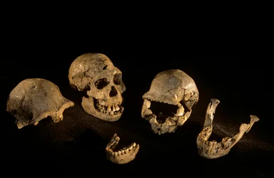 Kranier og underkæber fra Dmanisi, Dmanisi, Georgien Homo Erectus-lokalitet