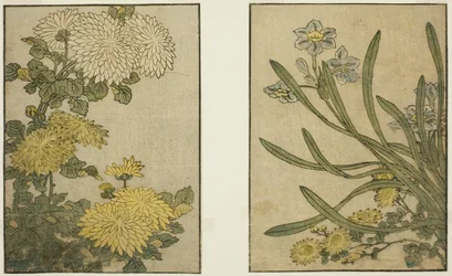 Chrysanthemum og Narcissus, fra den illustrerede bog "Billedbog: Blomster af de fire sæsoner (Ehon Shiki no Hana)," Vol. 2