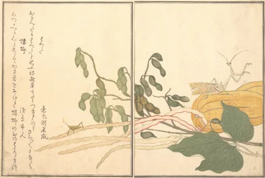 Keglehovedet græshoppe eller græshoppe, batta, Praying Mantis Toro eller Kamakiri..., 1788.