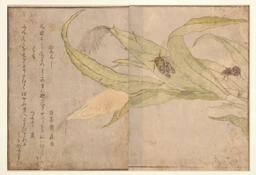Higurashi og edderkop, 1788 (træsnit)