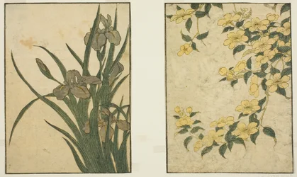 Kerria og Iris, fra den illustrerede bog "Picture Book: Flowers of the Four Seasons (Ehon shiki no hana)," vol. 1