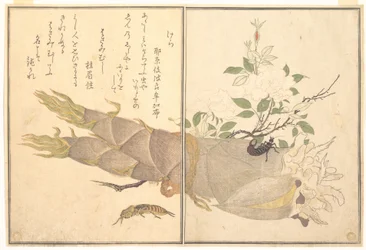 Mosegræshoppe (Kera); ørentvist (Hasami-mushi), fra Billedbogen om krybende skabninger (Ehon mushi erami)