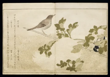 P.332-1946 Vol.2 f.2 Manchurian Talgomejse og en Robin, fra et album 