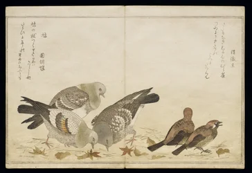 P.332-1946 Vol.2 f.5 Three Pigeons and two Finches, fra et album 