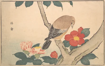 Kameliaer med en fugl, 1789.