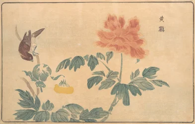 Kinesisk Oriole og Pæoner, 1789.