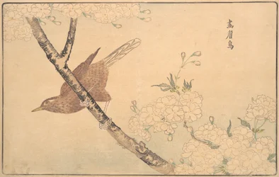 Den grå Drossel, 1789.