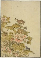 Autumn Flowers: Peonies and Bellflowers, fra bogen "Mirror of Beautiful Women of the Pleasure Quarters (Seiro bijin awase sugata kagami)," vol. ２