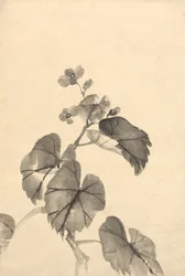 Gren af Begonia i blomst.