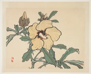 Blomstrende Stokrose